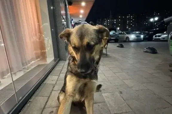 Собака найдена на ул. Тургенева, Краснодар