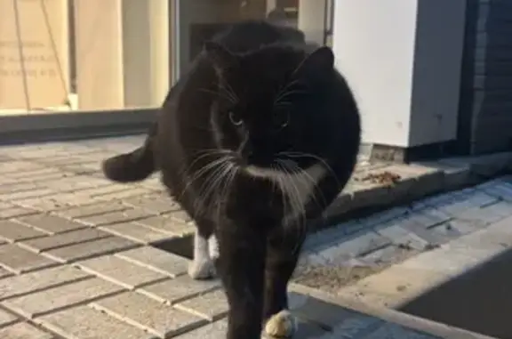 Кошка найдена у магазина, Тихоокеанская 129