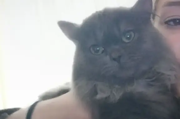 Кошки потеряшки, , фото: Потеряшка кот на Нижнекаргальской, 15