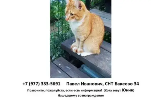 Пропала кошка, Московская область, лес 35