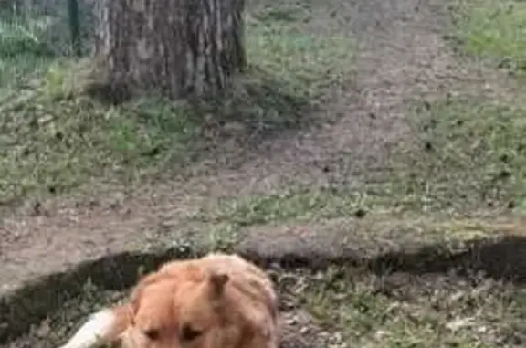 Пропала собака у Хлюпинского лесничества