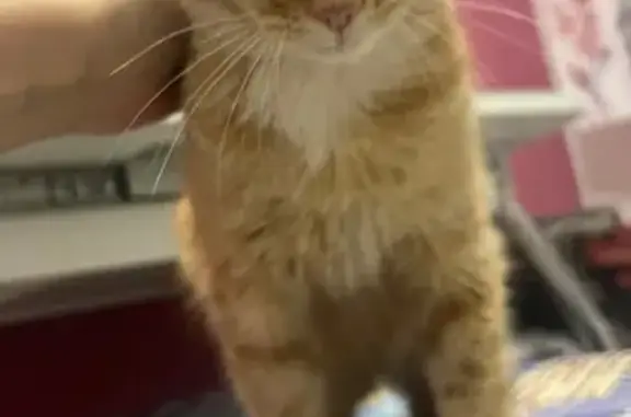 Кошка найдена у Магнита, Р. Зорге 70, Уфа