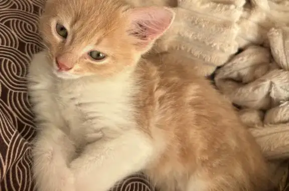 Кошки потеряшки, Славянское городское поселение, фото: Потеряшка кошка, ул. Лермонтова, 22