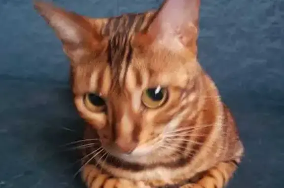 Пропала кошка, Свердловская 39, К-ск