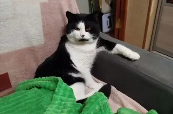 Пропал кот, Заводская ул. 1/9, Саратов