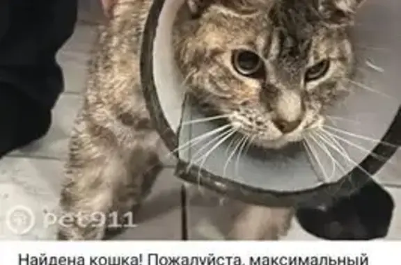 Найдена кошка на Софийской, 18А, СПб
