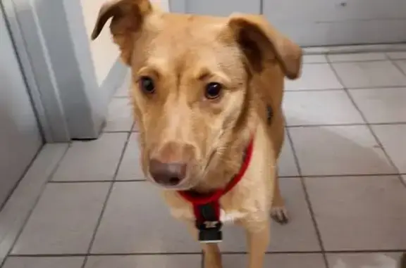 Найдена собака, Санкт-Петербург, фото: Собака найдена: Светлановский пр. 103, СПб