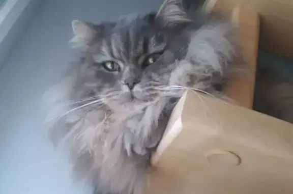 Кошки потеряшки, Приморско-Ахтарск, фото: Потеряшка кошка, Красноармейская 100