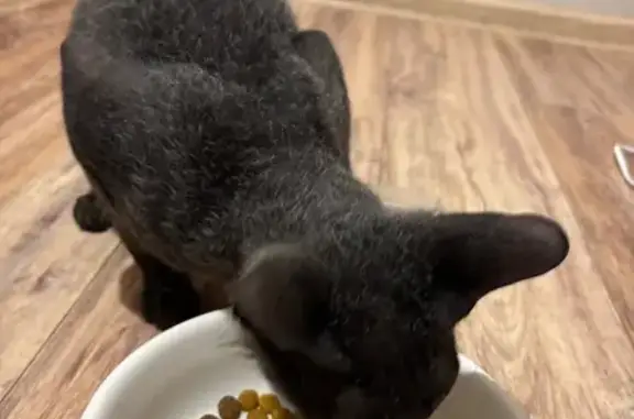 Найдена кошка, Краснодар, фото: Кошка найдена: Владислава Посадского 24