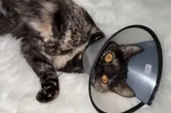 Кошка найдена: Москва, Петрозаводская 11 к2