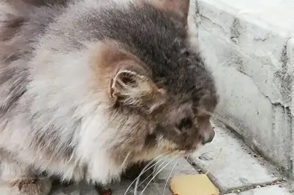 Найдена кошка, Пенза, фото: Крупный серый кот найден на ул. Чаадаева, 2