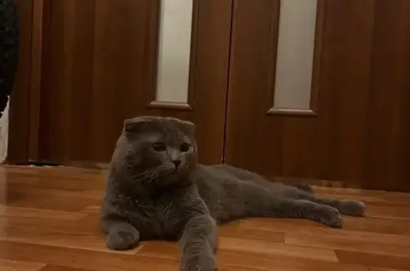 Найдена кошка, Изюмская улица, Москва