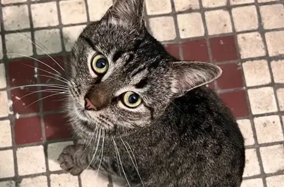 Найдена кошка, Москва, фото: Кошка найдена: Шереметьевская 43, Москва