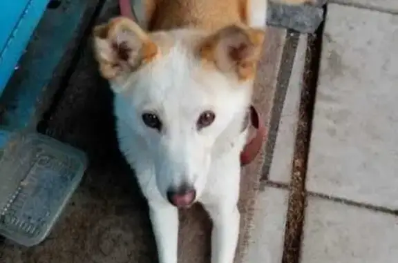 Найдена собака, Мга, фото: Собака найдена: ул. Димитрова, Мга