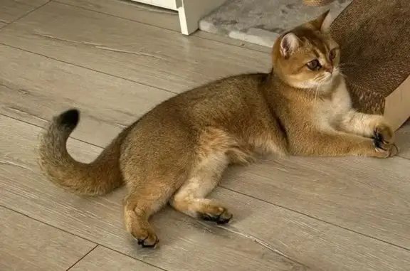 Потерянные животные Камень-на-Оби, фото: Пропала кошка, Енисейская 24, Камень-на-Оби