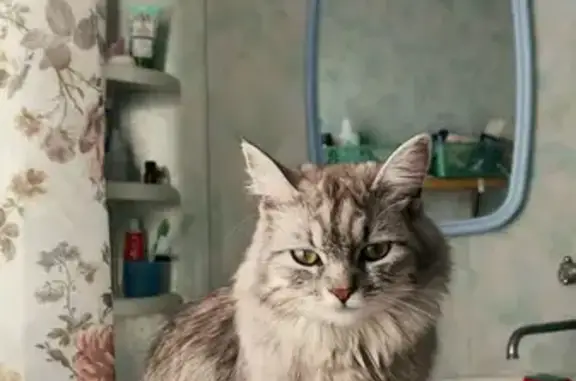 Пропала кошка, ул. 45-й Стрелковой, 263