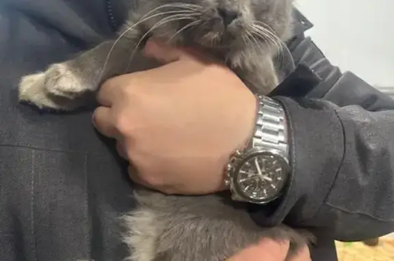 Найдена кошка, Хабаровск, фото: Кошка найдена: ул. Д. Бедного 16, Хабаровск