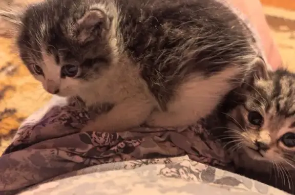 Найдена кошка, Кемеровская область, фото: Кошка найдена: Сухая Речка, Кемерово