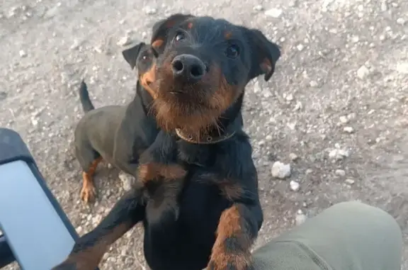 Пропала собака в лесу у Кудрино, Бахчисарай