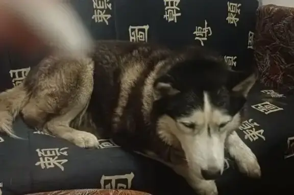 Пропала собака в Ярославле