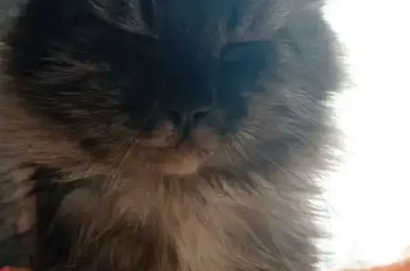 Пропала кошка, Инженерная 27, Чкаловск