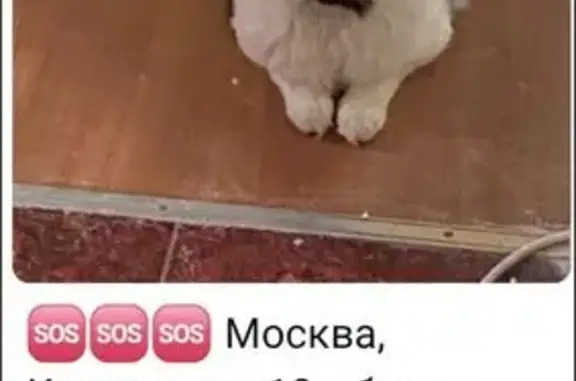 Пропала кошка, Кетчерская 10, Москва