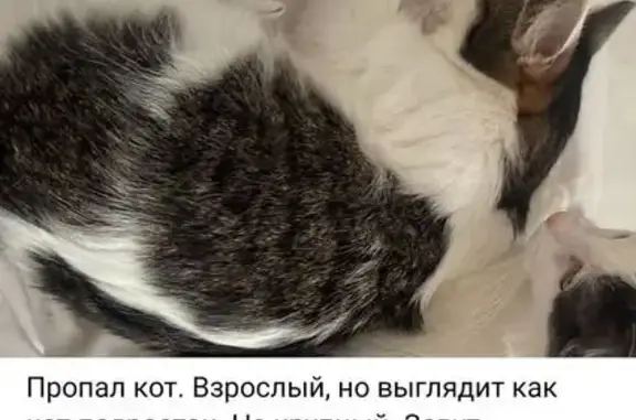 Пропала кошка, аллея Жемчуговой, 1 к2