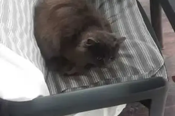 Найдена кошка, Тула, фото: Кошка найдена: Московское шоссе, Тула