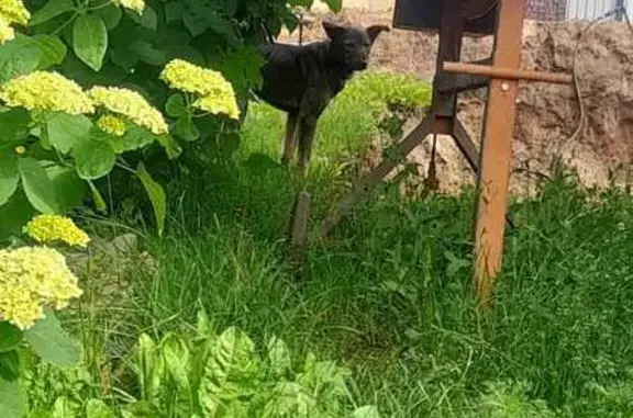 Объявления о пропавших и найденных животных, Борисоглебский, фото: Собака найдена на Лесной ул., Борисоглебский