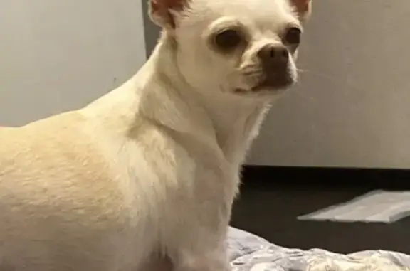 Собаки потеряшки, Владивосток, фото: Потеряшка собака Боня, Сабанеева, 14В