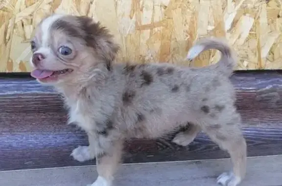 Пропала собака, ул. Казакова, СПб