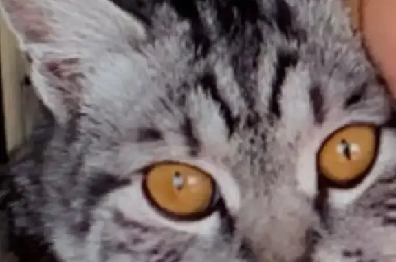 Кошки потеряшки, , фото: Потеряшка кошка, Молодёжное, Иркутская обл.