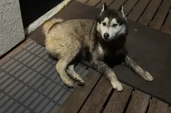 Найдена собака, Свердловская область, фото: Найдена хаски с разными глазами, Екатеринбург