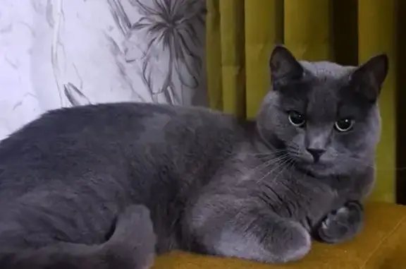 Пропала кошка, Богородицк, ул. 19