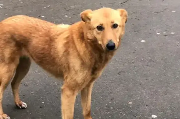 Собака найдена: ул. Грасиса, 10/11, Чебоксары