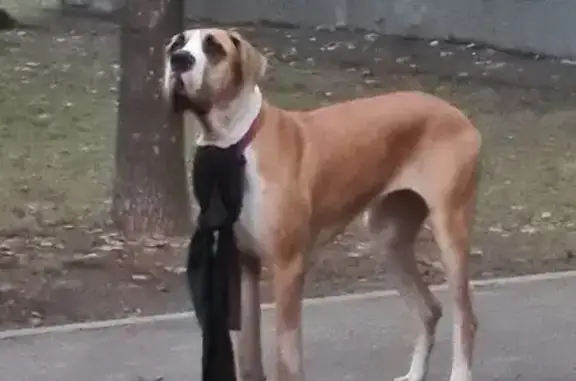 Собака найдена: Волгоградский пр., 95, Москва