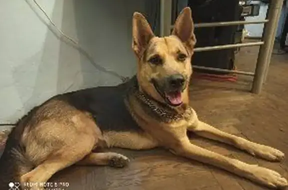 Найдена собака, Боровая 52В, СПб