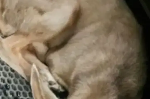 Пропала собака у шаурмичной, Коммунальная 24