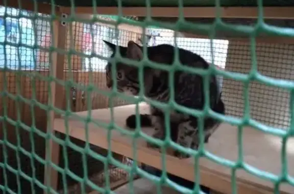 Найдена кошка, Сарапул, фото: Кошка найдена: Красноармейская 142, Сарапул