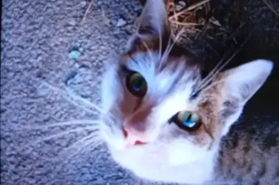 Пропала кошка, ул. Тевосяна, 25, Магнитогорск