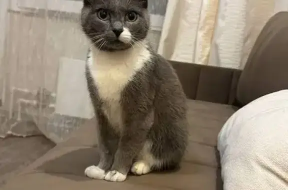 Найдена кошка, Иваново, фото: Кошка найдена у ТЦ «Тополь», Лежневская, 55