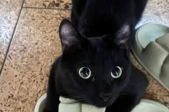 Найдена кошка, ул. Белинского, 118