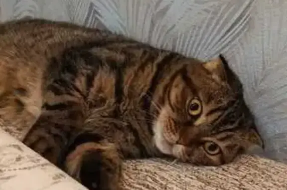 Кошки потеряшки, , фото: Потеряшка кошка, Колледжская ул., 2, Старцево