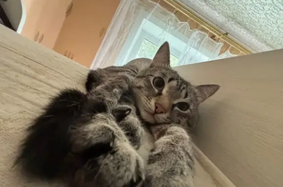 Кошки потеряшки, Пермь, фото: Потеряшка кошка, Голева 17, Пермь