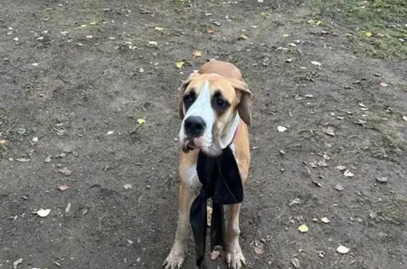 Найдена собака, Москва, фото: Собака найдена, Волгоградский пр., 93