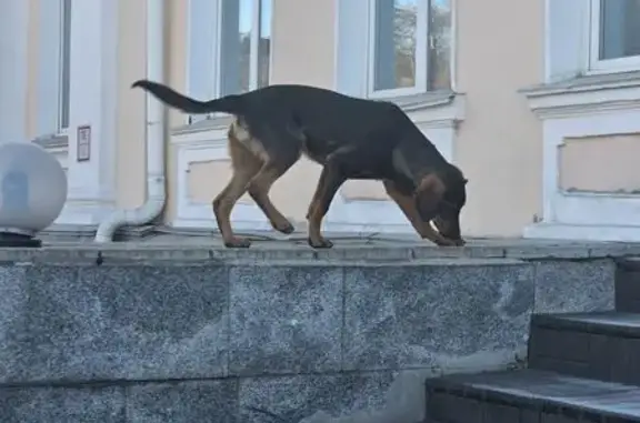 Собака найдена: пл. Победы, Барнаул