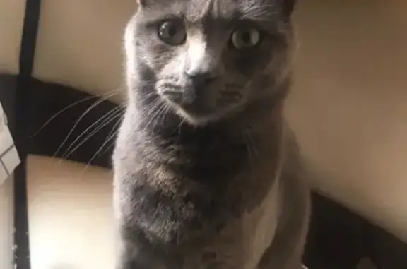 Кошки потеряшки, Михайловск, фото: Потеряшка кошка, Трактовая 94, Михайловск