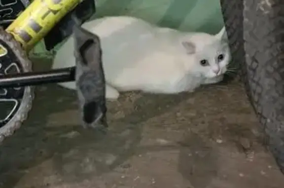Кошки потеряшки, Яблоновский, фото: Потеряшка белый кот, Дорожная 214, Яблоновский