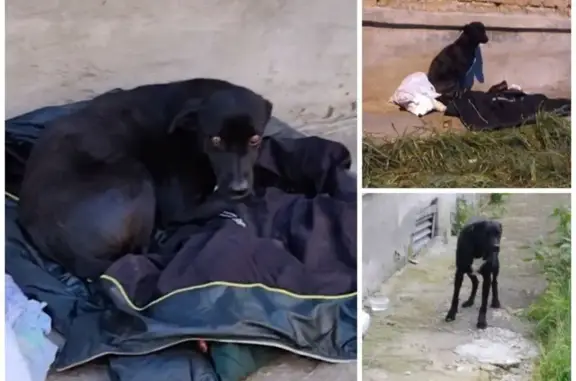 Пропала собака, ул. Мусоргского, 40, Тюмень