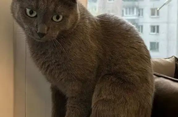 Кошки потеряшки, Одинцово, фото: Потеряшка кот Симба, Одинцово, ул. 1 Мая, 22